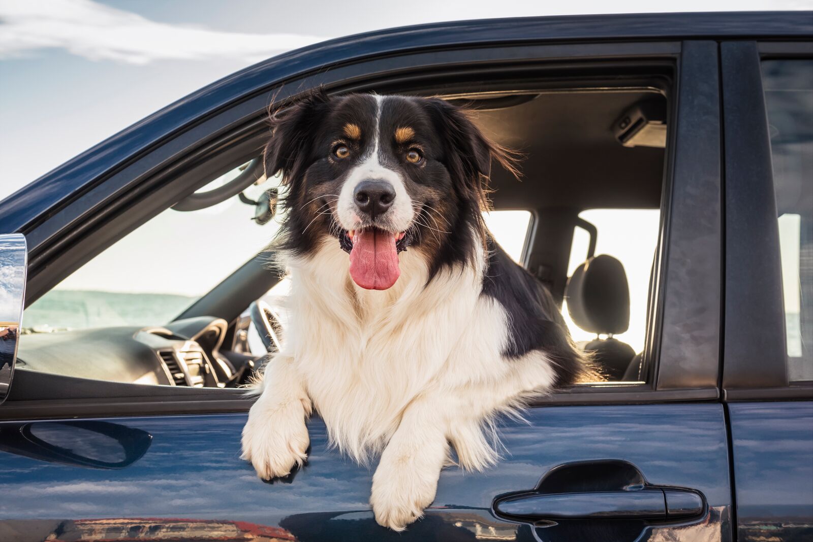 Tips för en säker och bekväm bilresa med hund